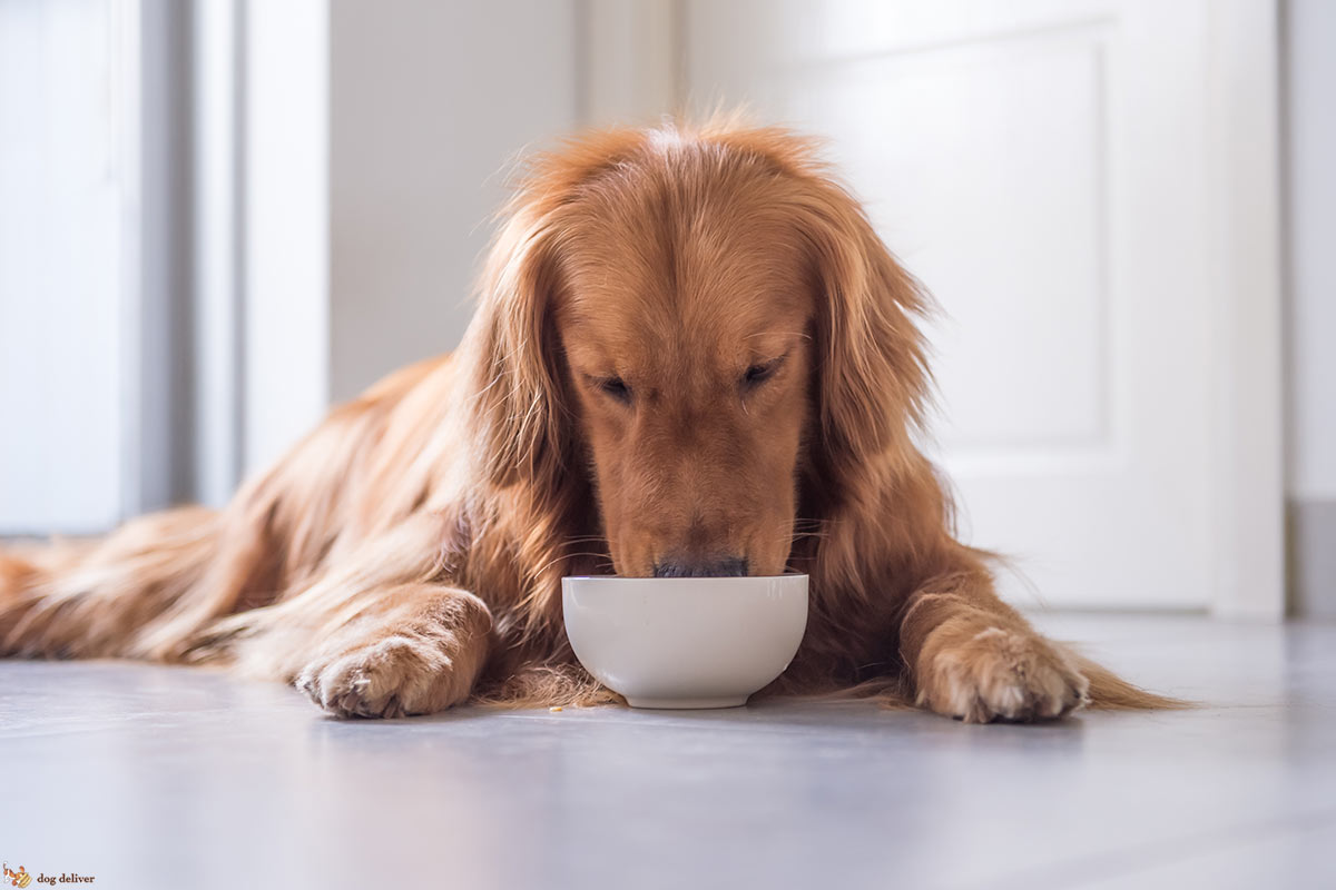 cane che mangia