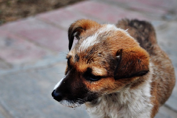 cucciolo di cane come gestirlo