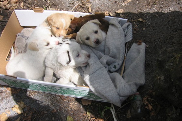 cuccioli di cane in una scatola