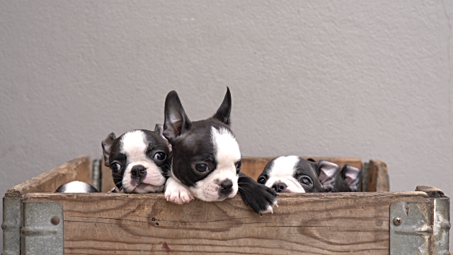 Cuccioli in una scatola di legno