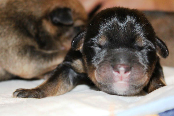 cucciolo di cane nero