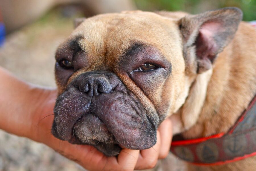 cane con gli occhi gonfi