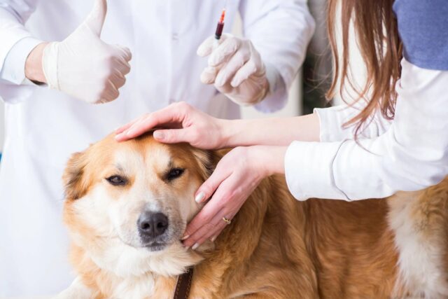 Dermatite del cane: sintomi, cause e come curarla in modo adeguato