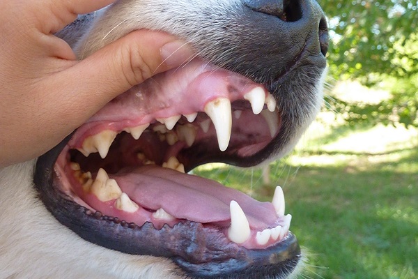 controllo denti cane