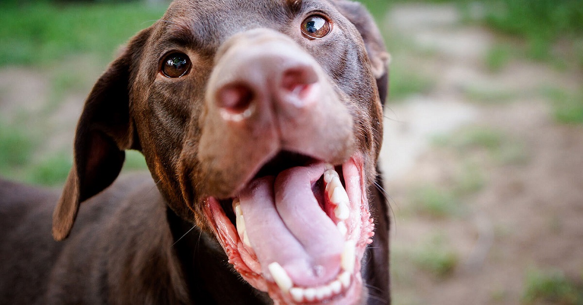 Bocca secca nel cane: cosa sapere e cosa si può fare