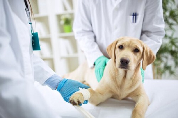 cane dal veterinario