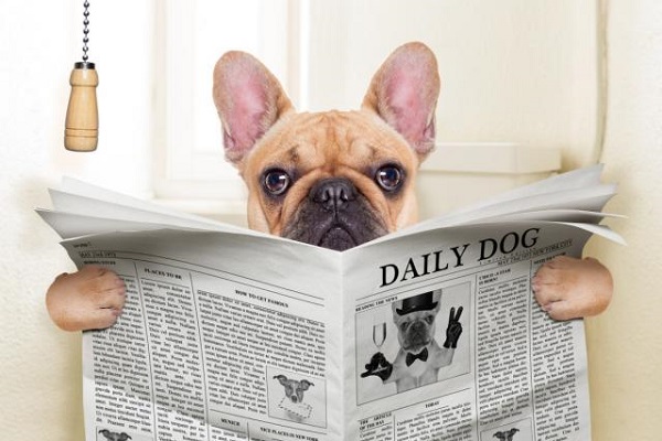cane con giornale