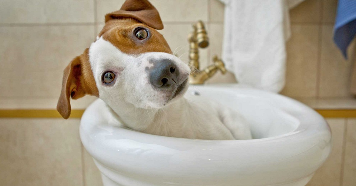 Diarrea nel cane: cosa la causa e come evitarla