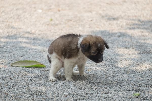 cucciolo di cane