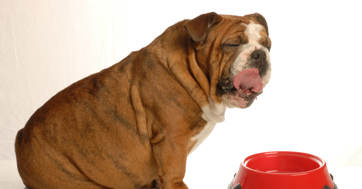 Dieta per il cane: come aiutarlo a dimagrire