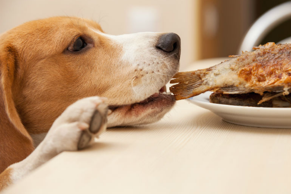 cane addenta il pollo