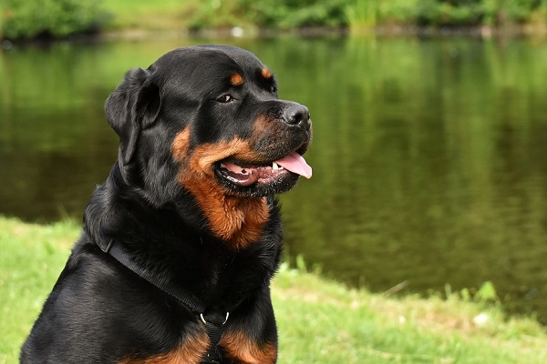 cane rottweiler