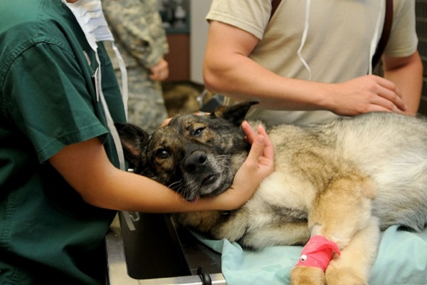 cane dal veterinario