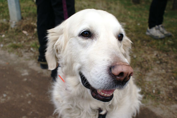 cane che sorride