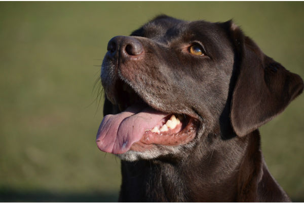 cane con la bocca aperta