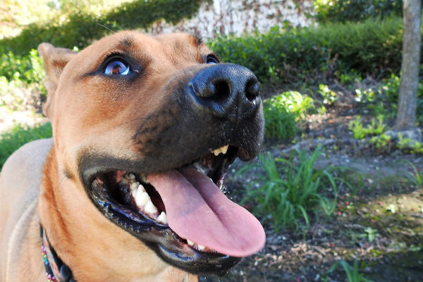 cane con la lingua di fuori