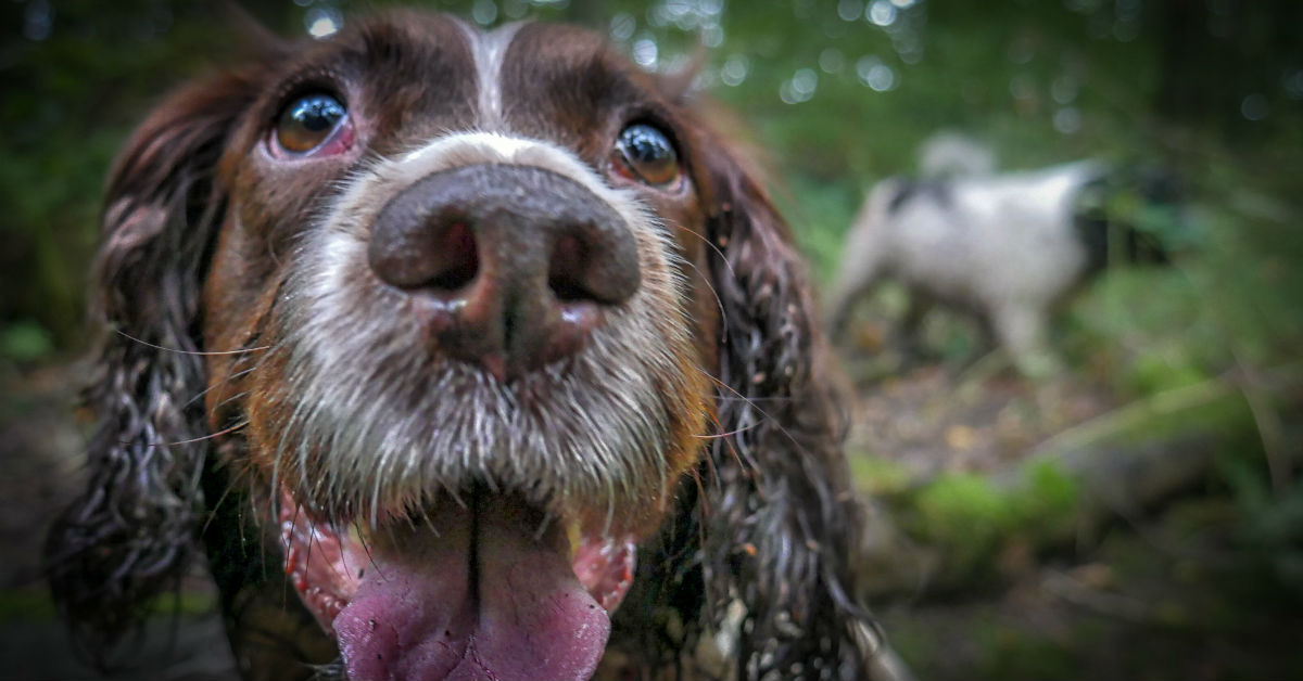 Dove accarezzare il cane per farlo contento?