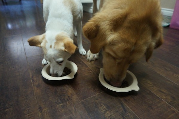 due cani che mangiano