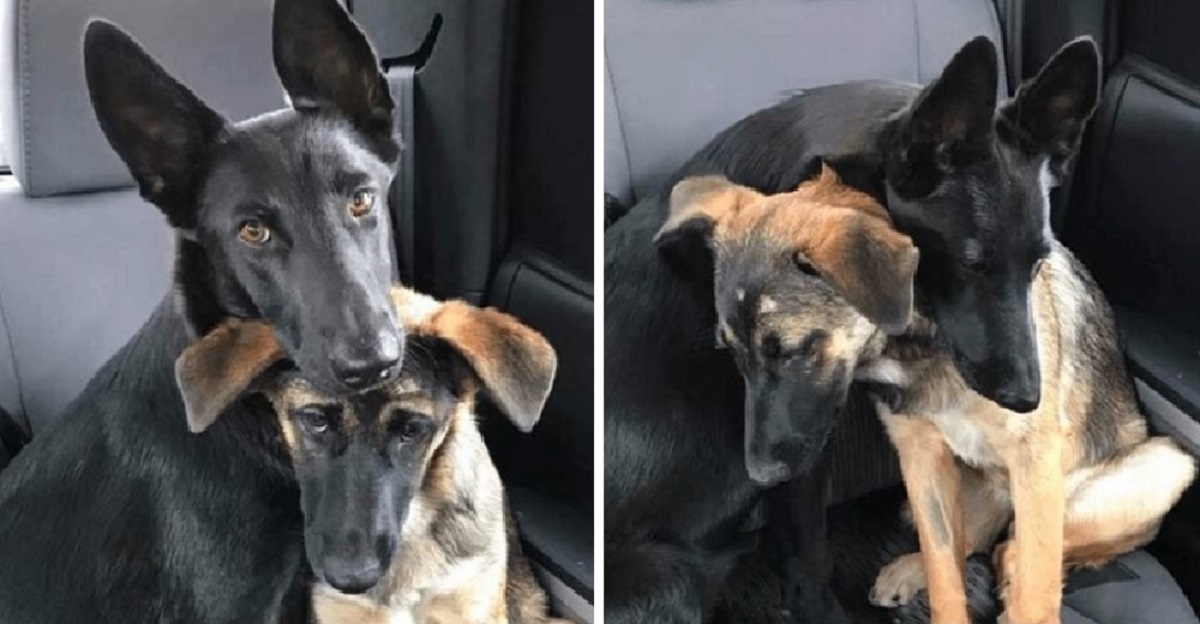 Due cuccioli totalmente inseparabili