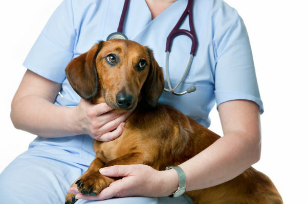 cane dal veterinario