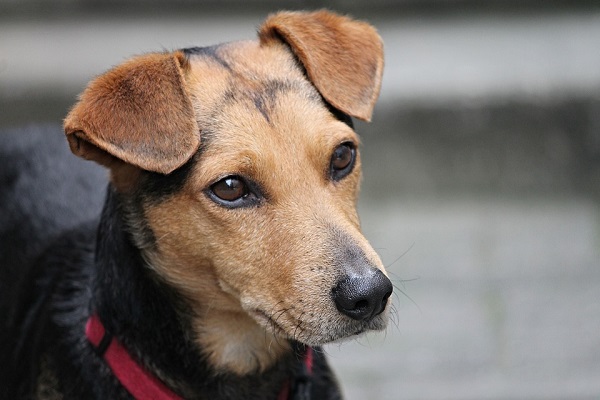 sguardo assente nel cane