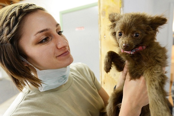 cane con veterinaria