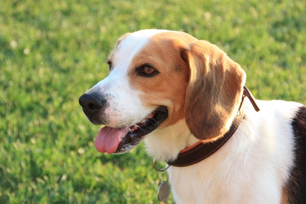 beagle con lingua di fuori