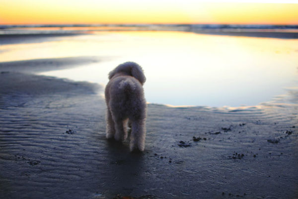 cane che guarda il mare