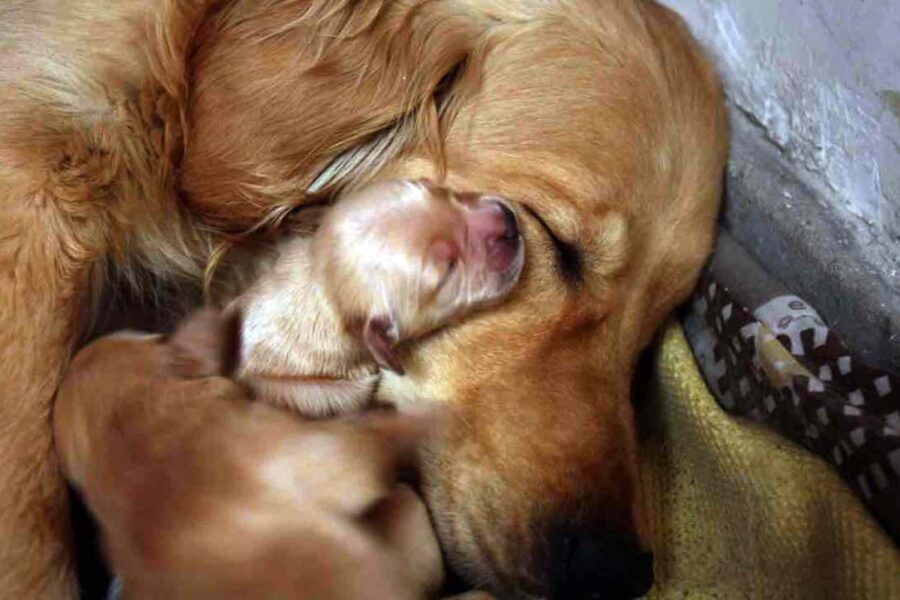 mamma e cucciolo di cane che dormono