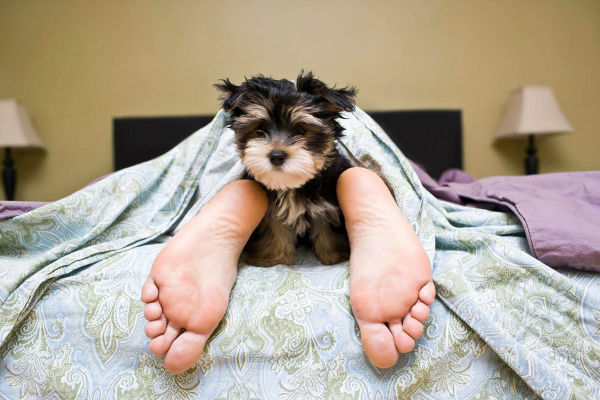 cane sul letto