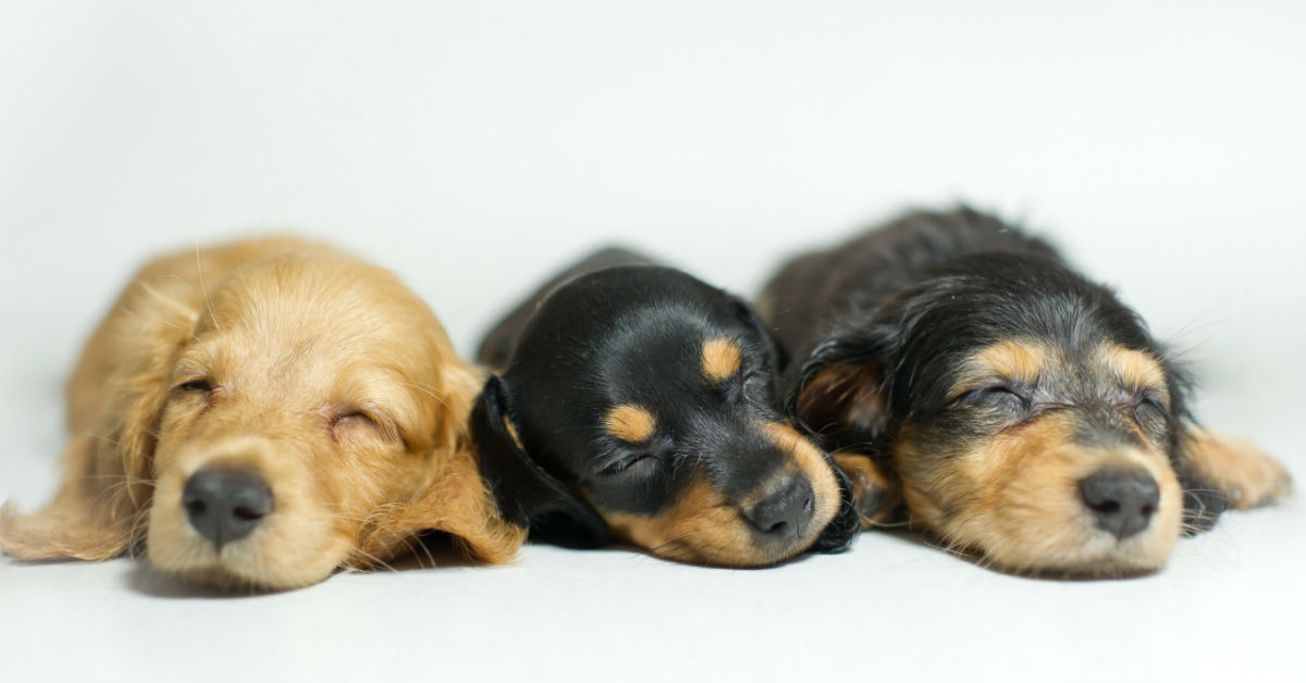 Razze di cani che dormono molto: ecco le più pigrone