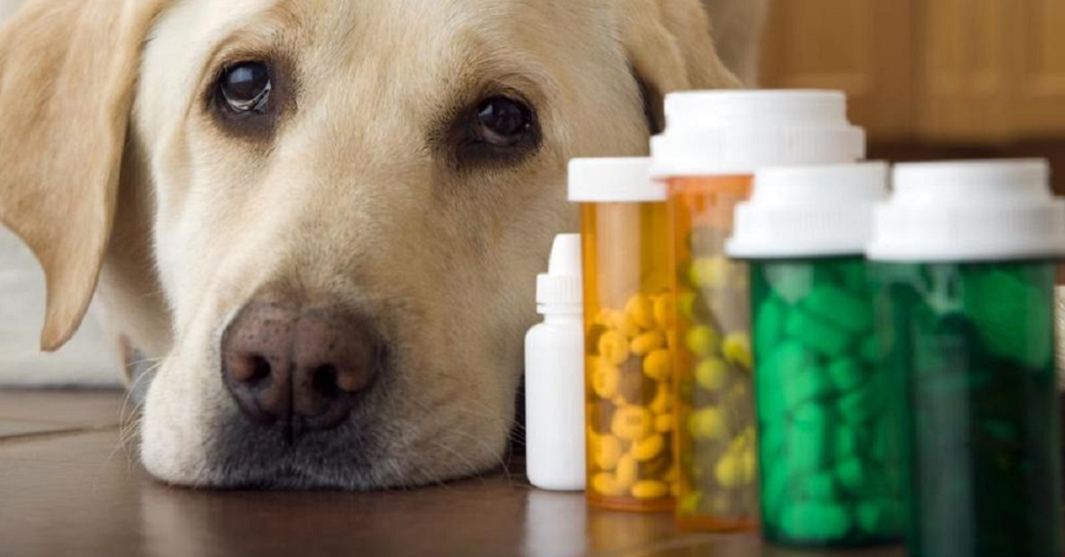 Farmaci da non dare mai ai cani: ecco quali sono