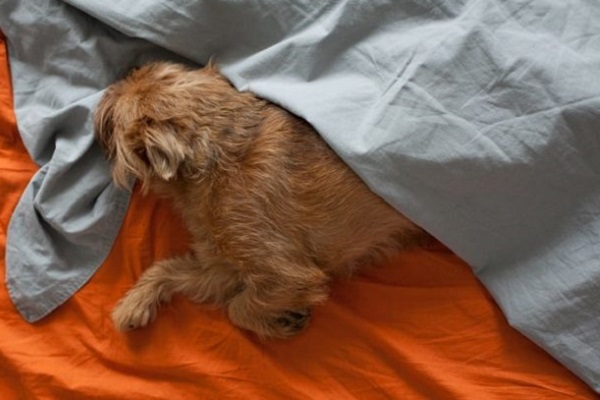 cane tra le lenzuola