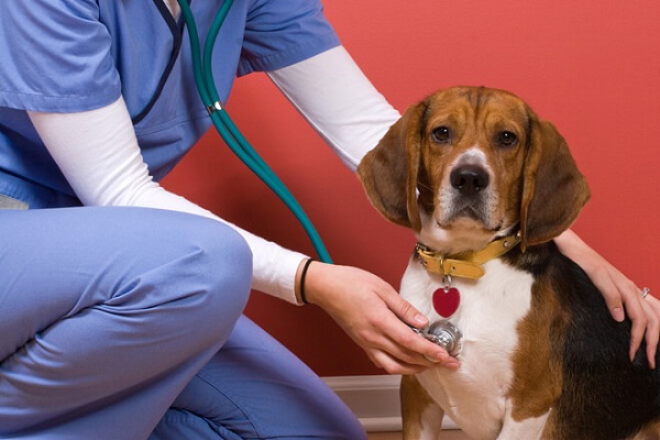 veterinario visita cane