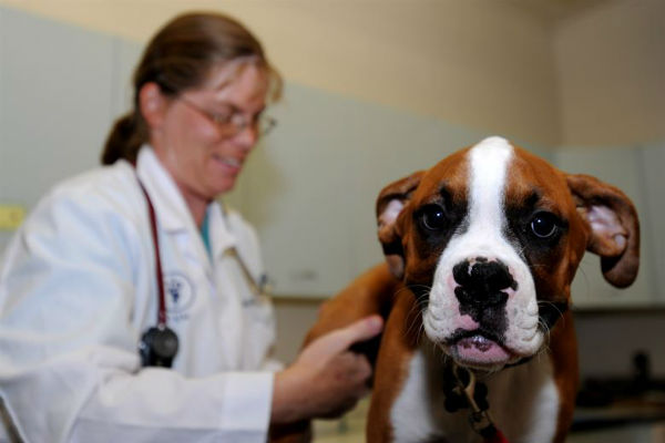 cane dal veterinario