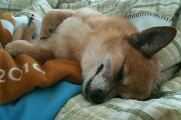 cane che dorme