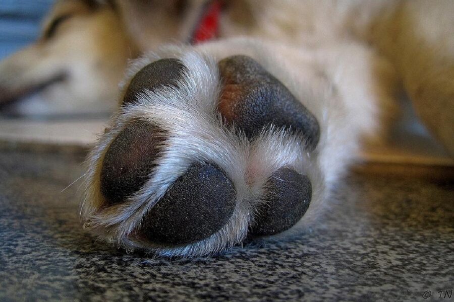 zampa del cane lesionata