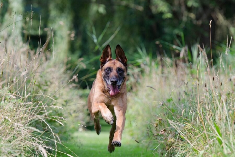 cane che corre in campagna