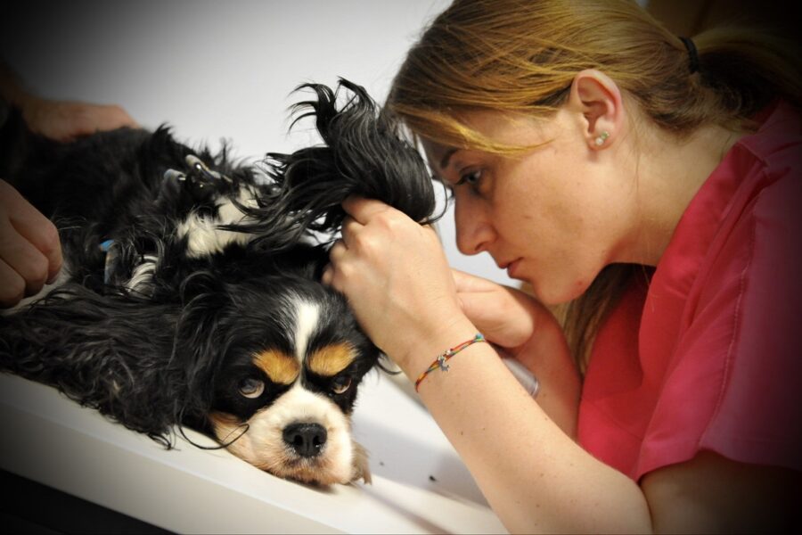 cane dal veterinario