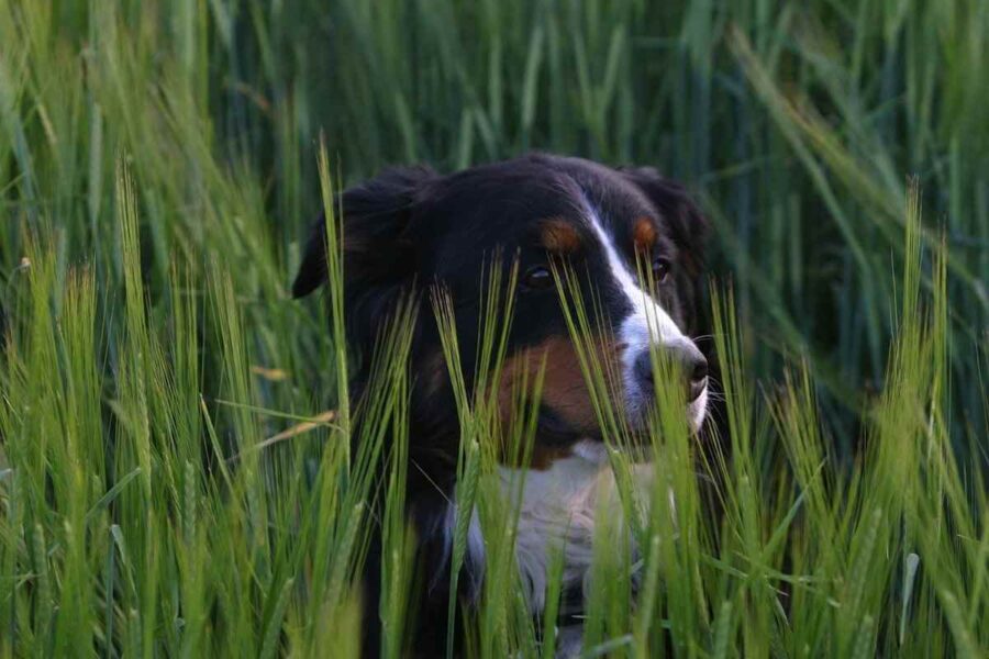 cane che esplora in aperta campagna