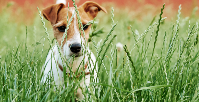 Come comportarsi quando ci sono forasacchi nel cane?