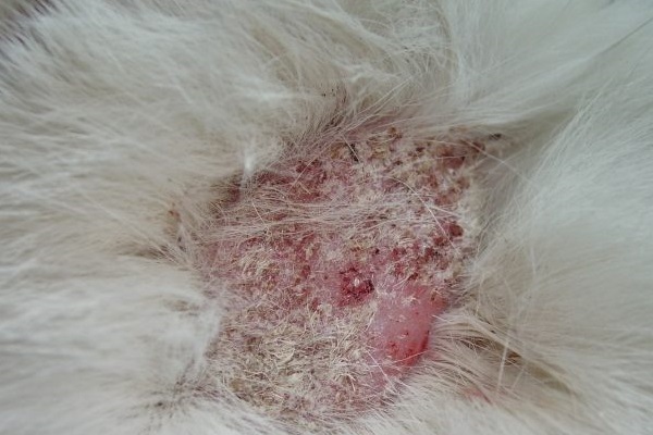 Funghi nel cane: come riconoscere le infezioni