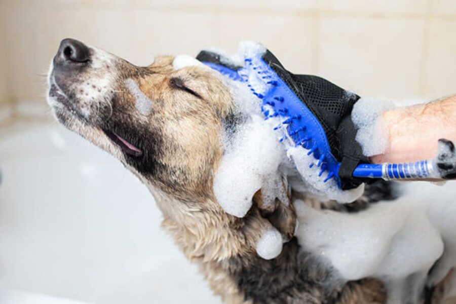 fare il bagno al cane