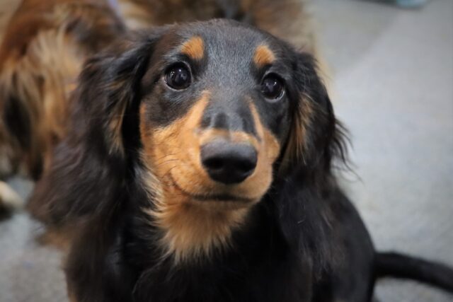 Funghi nel cane o micosi: sintomi, cause e cosa fare