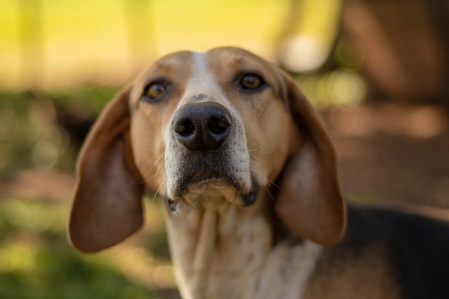 cane beagle