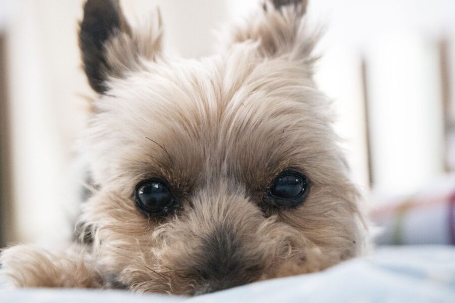 cagnolino dolcissimo