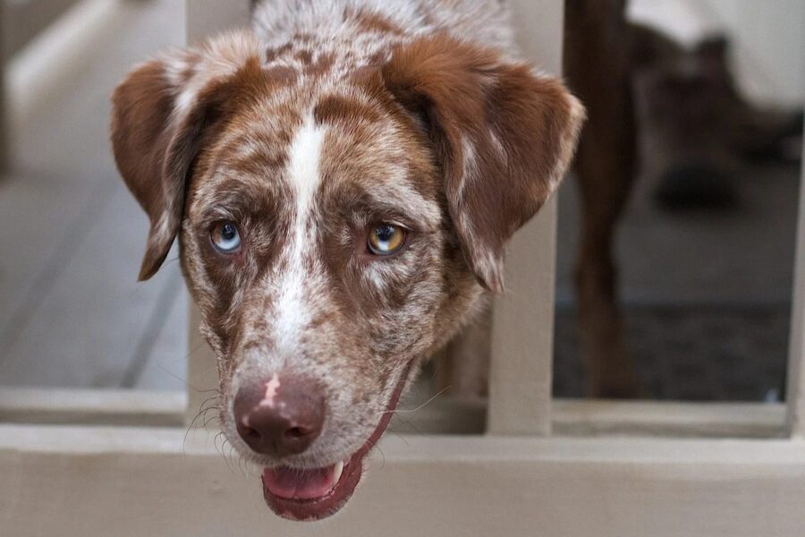 cane con gli occhi di due colori diversi