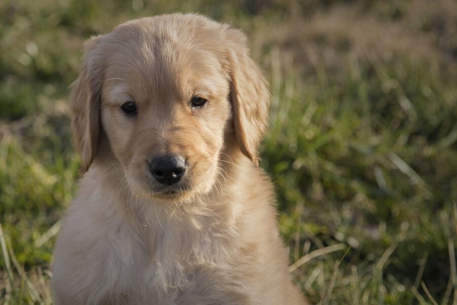 cucciolo di labrador