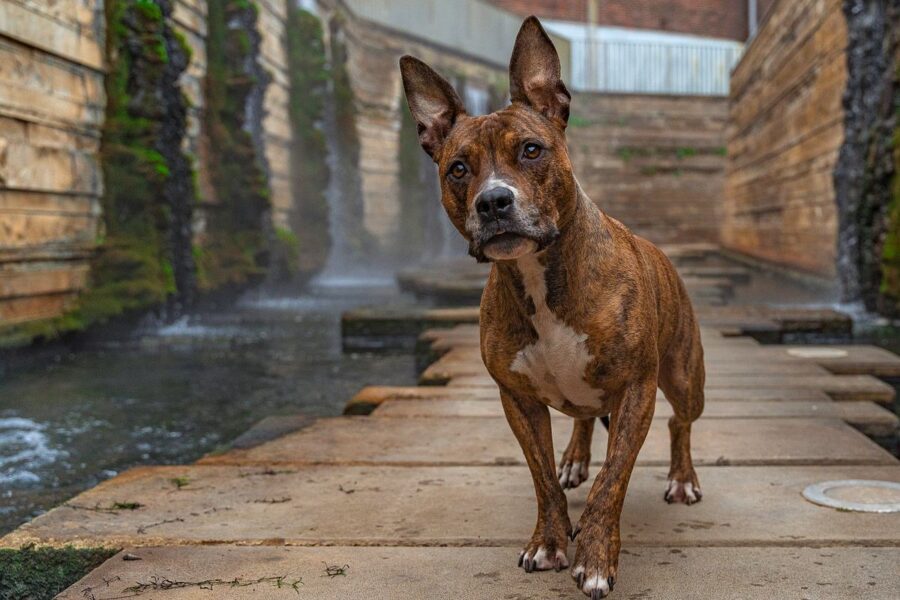 cane vicino a un torrente