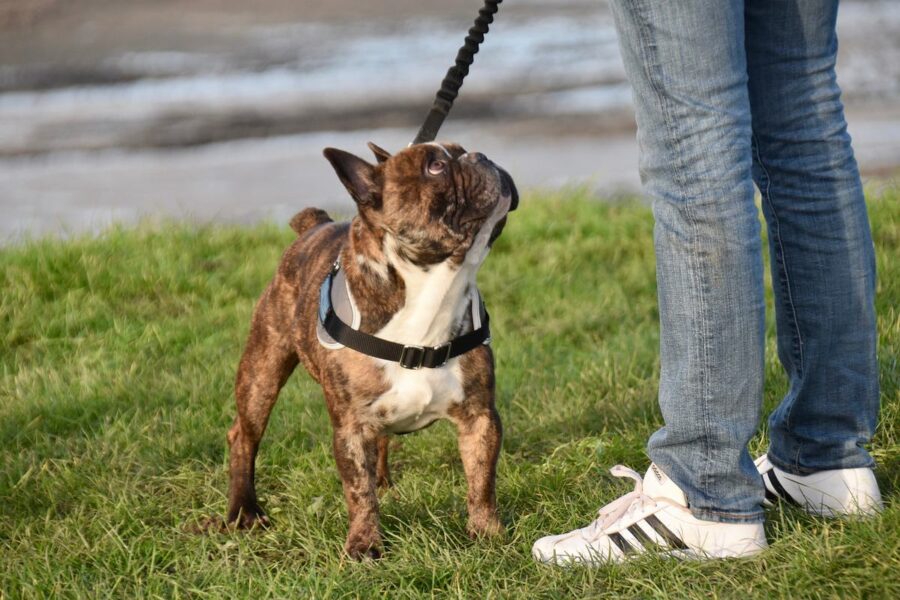 cane a passeggio